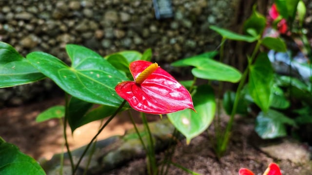 5 ingredientes de cozinha que uso como adubo caseiro para fazer o antúrio crescer e florescer