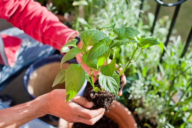 O melhor fertilizante para as suas plantas está na sua geladeira