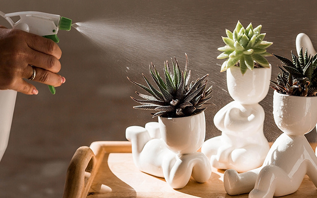 Não é o sol: o verdadeiro inimigo das suculentas no calor e a culpa é sua