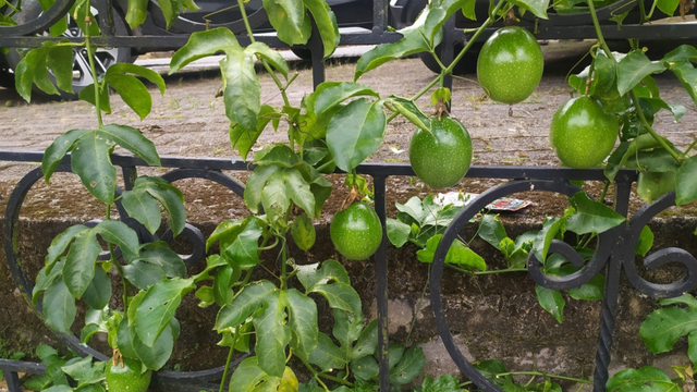 Quase ninguém cultiva essa fruta em casa, mas ela pode encher seu quintal de borboletas o ano inteiro