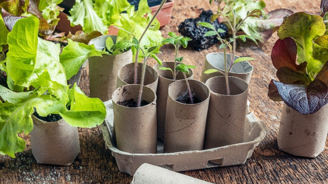 Jardineiro fica nervoso ao tentar usar rolos de papel higiênico para plantar mudas: "Sou muito novo em jardinagem, então não tinha certeza de quais fungos são prejudiciais"