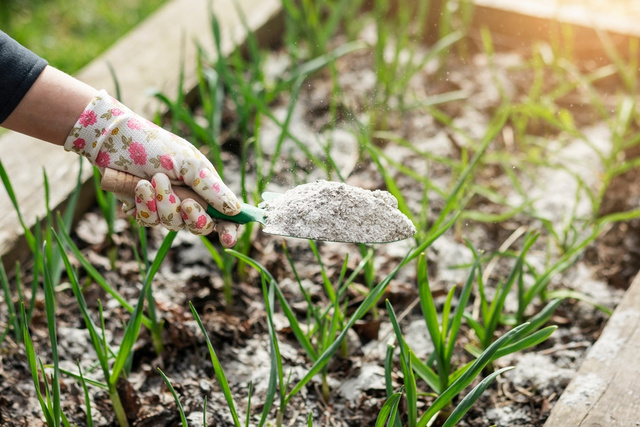 Se você fizer churrasco, não jogue as cinzas fora: elas são um tesouro que deixa as plantas mais saudáveis