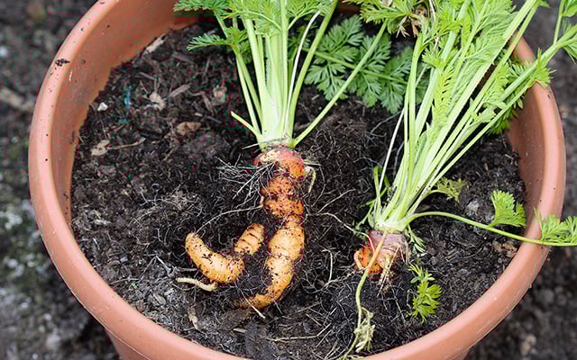 Agora eu sempre faço bolo de cenoura com o ingrediente fresquinho depois que aprendi a plantar cenoura em vasos!