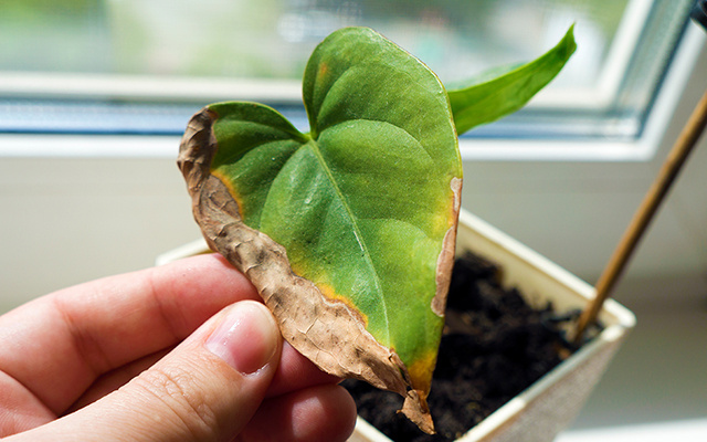 Como identificar e acabar com pragas mais comuns nas plantas usando receitas caseiras