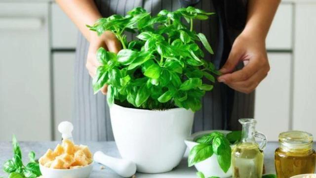 Cultive essas hortaliças em casa: é muito fácil e vão deixar a sua imunidade lá no alto!