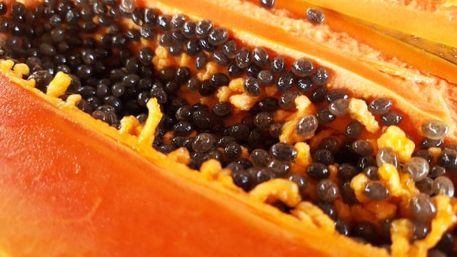 Se você tem semente de mamão em casa, você tem um tesouro: os benefícios de consumir o ingrediente e como usar no dia a dia