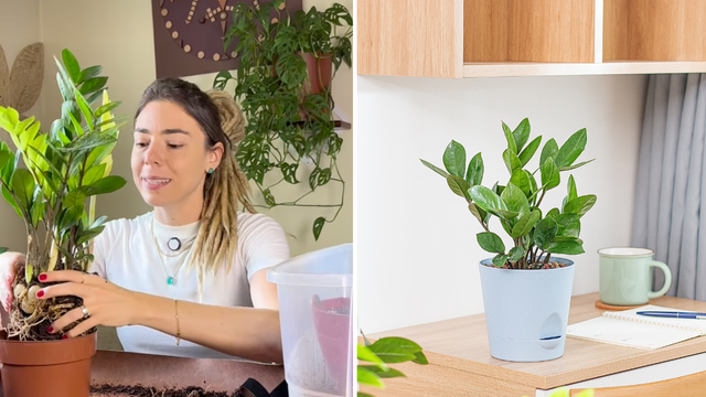 Camilla Lelis, especialista em plantas: "O maior erro na hora de cuidar da zamioculca não é o lugar que você escolheu, e nem o substrato que você misturou"