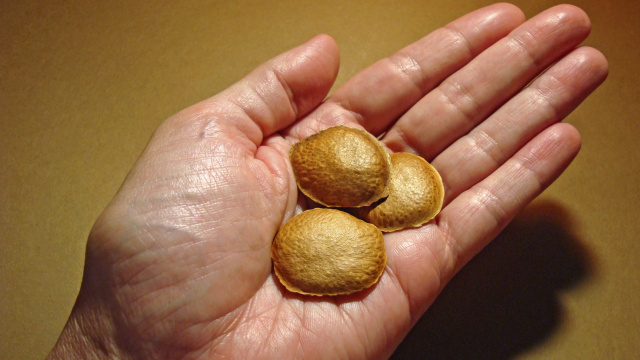 O chá anti-inflamatório feito com uma semente brasileira poderosa e pouco conhecida