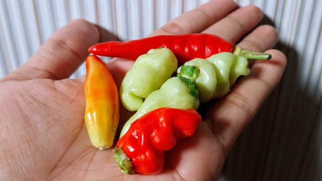 Pimenta não é tudo igual: essa dica de uma participante do MasterChef Brasil deixou minhas receitas mais saborosas (a certa faz toda a diferença!)