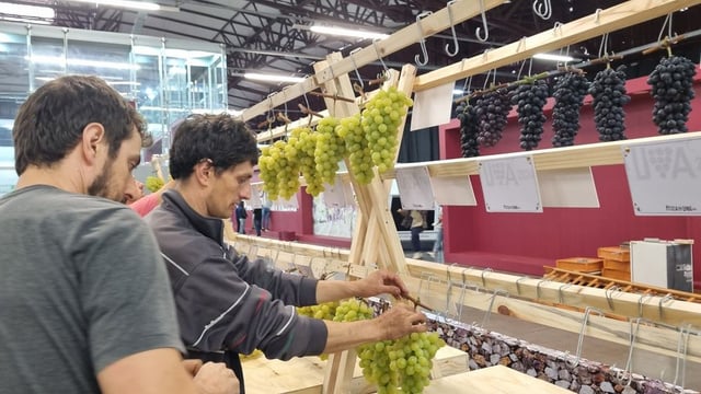Tradicional Festa da Uva em Caxias do Sul tem shows de nomes nacionais, jogos coloniais, polentaço e muito mais!