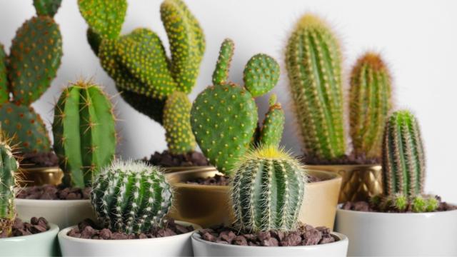 Nem cacto, nem jiboia: essa é a planta que mais traz azar para a sua casa