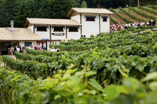 Quinta do Olivardo tem parreiras para a colheita de uvas e jantar com tradição histórica. (Crédito: Acervo/ Quinta do Olivardo)