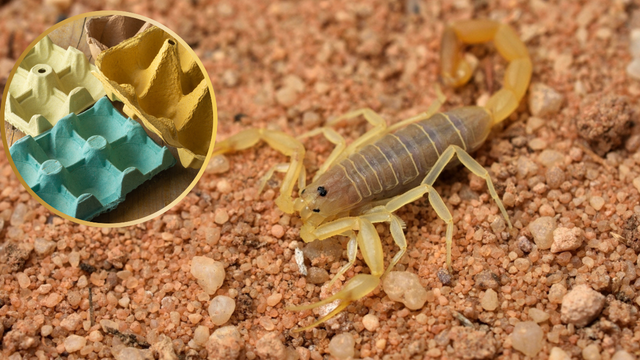 Adeus escorpiões: truque simples com caixa de ovo ajuda moradores de Jundiaí a se proteger em casa