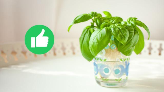 Sem vaso e sem terra: essa é a erva perfeita para cultivar em casa e ter sempre disponível na hora de cozinhar