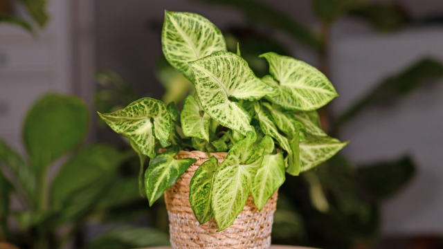 Nem suculentas, nem cactos: a planta fácil de cuidar que transforma a sua casa em um ambiente de personalidade e elegante