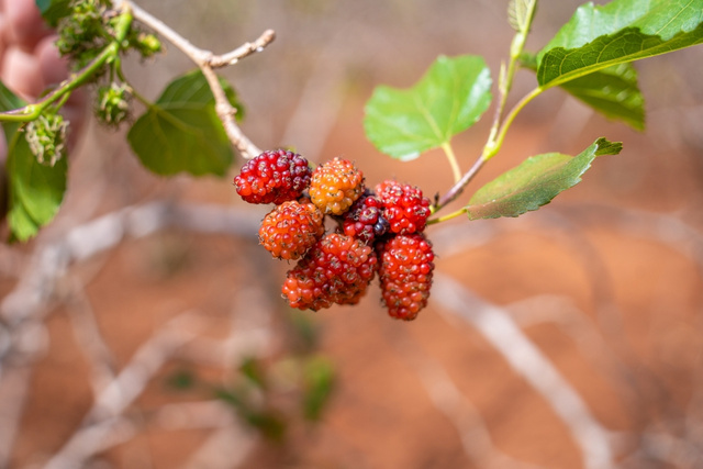 Melhores árvores frutíferas para plantar no jardim e ter sempre frutas na sua casa, sem precisar ir ao mercado!