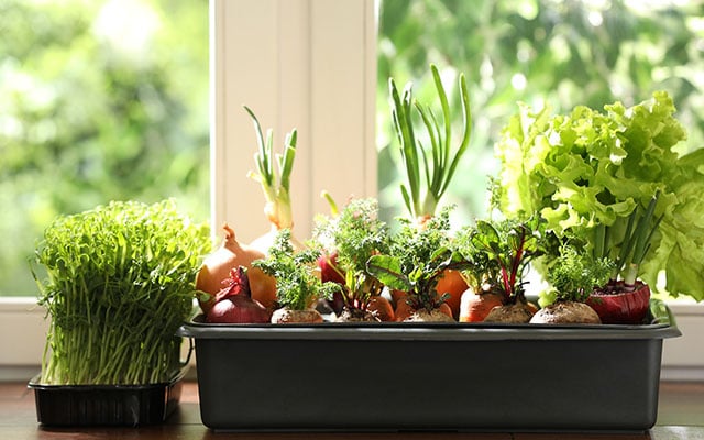 Chega de hortaliças velhas: esses são os vegetais que você deve plantar em agosto para ter sempre comida fresca em casa
