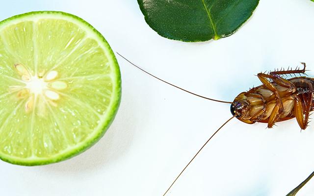 Não jogue restos de limão fora! Eles podem espantar as baratas da sua cozinha, veja como!