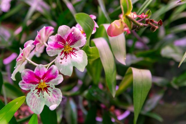 Três truques naturais para as orquídeas florescerem novamente