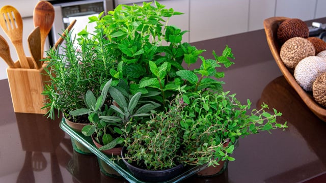 Ervas aromáticas em casa: truque simples ajuda a crescer (Créditos: Shutterstock)