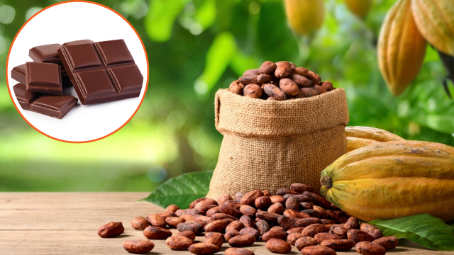 Mars se une a cientistas para que o chocolate não acabe até 2050: como a dona do Twix e Snickers pode evitar o fim do cacau no mundo