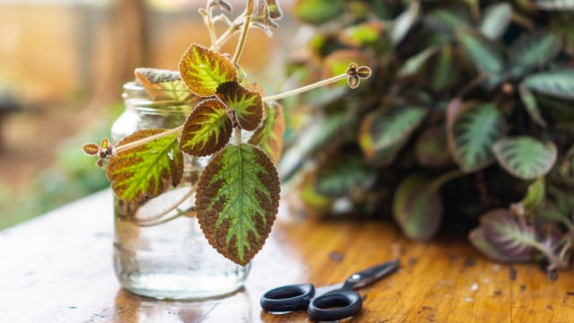 Três plantas de interior que podem viver na água e encher sua casa de verde sem usar terra