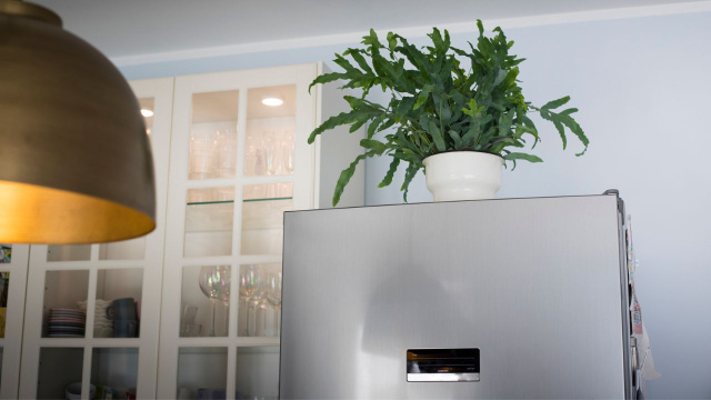 Não é decoração: o que significa colocar uma planta em cima da geladeira, segundo o Feng Shui