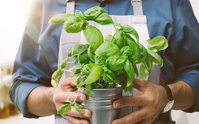O manjericão cresce com mais vigor e produz folhas mais saborosas se você fizer este truque simples uma vez por semana