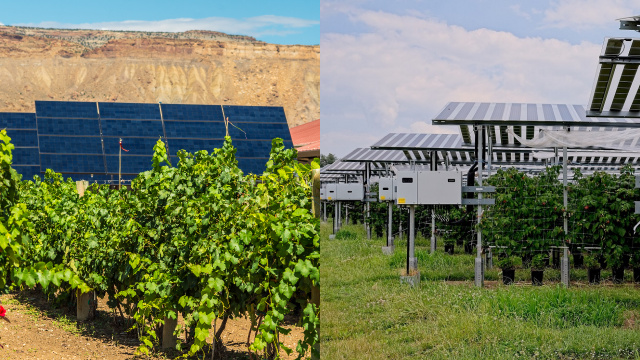 Uma vinícola italiana instalou painéis solares em seus vinhedos e descobriu algo inesperado: eles melhoram a qualidade do vinho