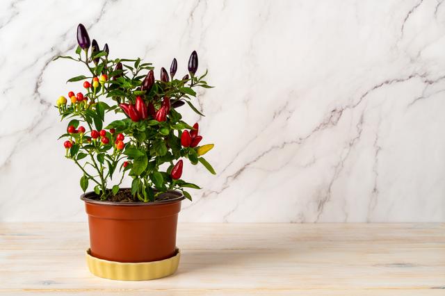 Esse jeito de plantar pimenta é a forma mais barata e fácil de fazer em casa: e ainda gasta menos tempo para a a muda vingar