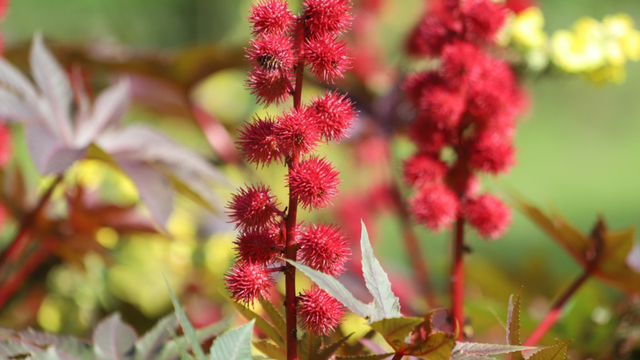 Não existe antídoto para o veneno. Ela cresce na Polônia e é 6.000 vezes mais potente que o cianeto