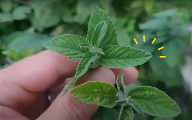 Planta que você tem no quintal e nem sabe combate insônia, estresse, ansiedade, problemas estomacais, infecções respiratórias e você só precisa de 2 folhas!