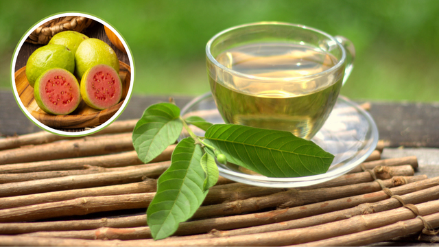 4 benefícios do chá de folha de goiaba para a sua saúde (com receita da minha vovó)