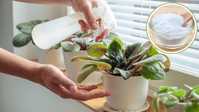 Coloquei bicarbonato nas minhas plantas e agora elas estão lindas como nunca antes visto aqui em casa