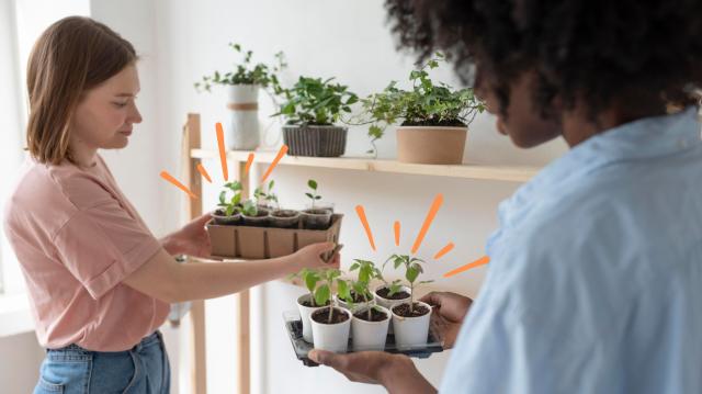 Vegetais e temperos fresquinhos: tudo que você precisa saber para ter uma horta no seu apartamento