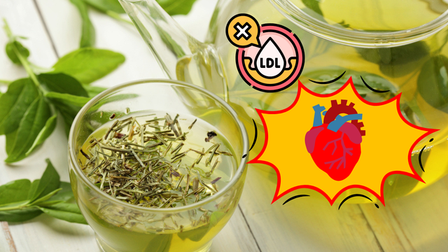 O consumo de chá verde reduz os níveis de colesterol LDL (ruim) em pessoas de todos os pesos, diz a ciência