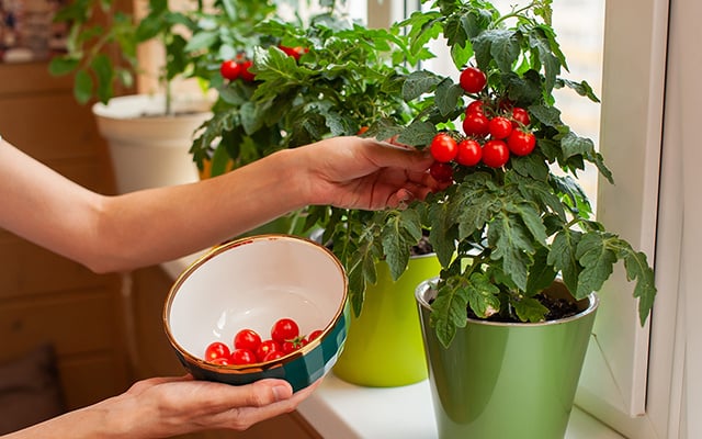 Plante mudas de tomate desse jeito para dobrar a colheita - truque de jardineiro experiente