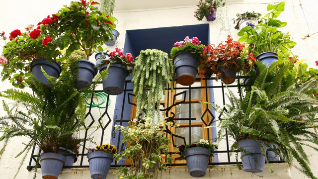 Sol e vento não são problema: TudoGostoso mostra 5 flores perfeitas para a varanda ficar bonita por mais tempo