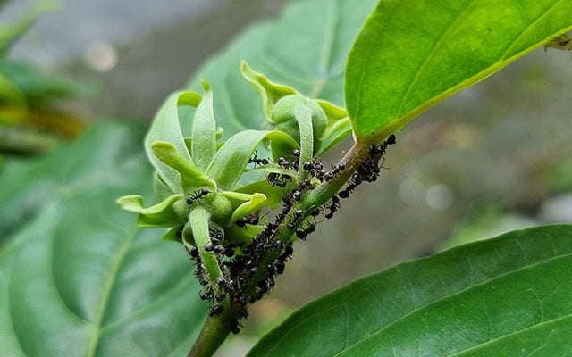 Adeus, formigas nas plantas: aprenda o truque simples com cascas de alho e cravos-da-índia que vão te livrar do problema!