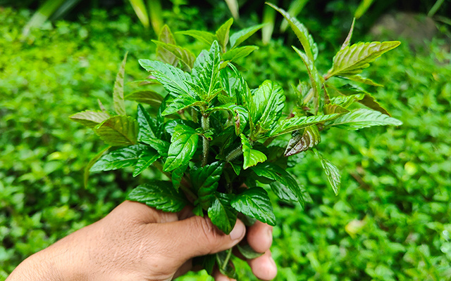Essa planta simples pode afastar energia negativa e atrair dinheiro para sua casa