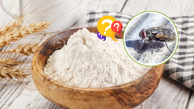 Farinha e óleo de insetos: alimentos feitos com a mosca-soldado-negra pode ser o futuro da alimentação, segundo cientistas