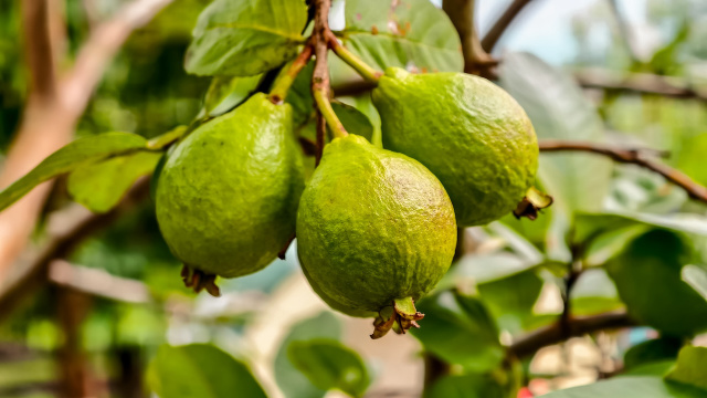 9 maneiras de cultivar goiaba em casa e colher as suas próprias no seu quintal