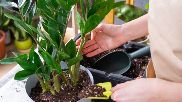 Nem pouca luz, nem substrato inadequado: esse é o maior erro no cultivo da zamioculca