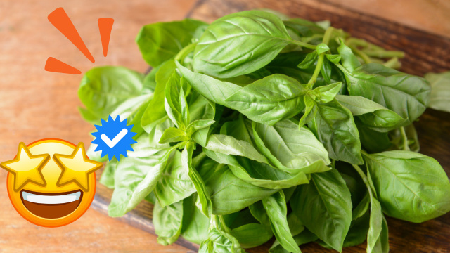 Muito além do aroma: os benefícios pouco conhecidos do manjericão vão te fazer incluir a erva nas suas receitas