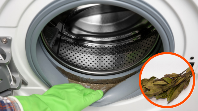 Por que as pessoas estão colocando folhas de louro na máquina de lavar?