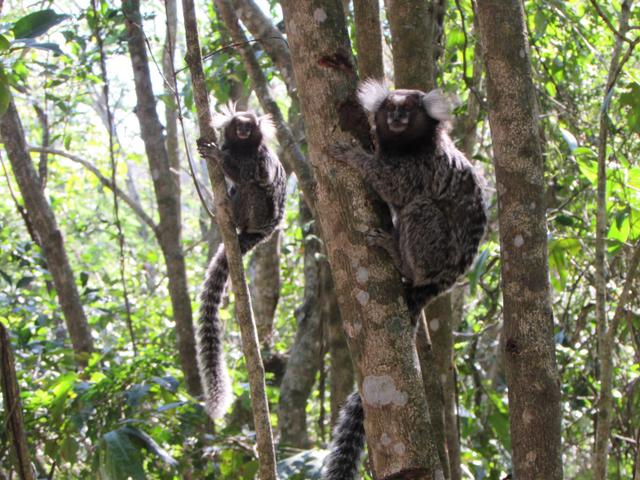 A área de preservação ambiental ao redor é lar de vários animais (Créditos: Paula Araripe/TudoGostoso)