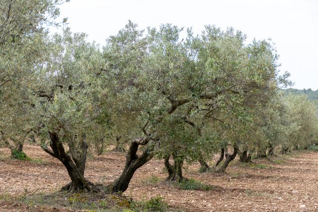 Os azeites de oliva extra virgem mais saudáveis do mundo são italianos, mas o melhor e mais saudável é o…