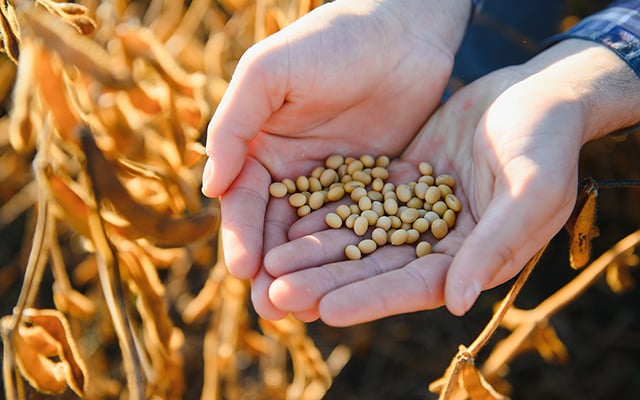 O que essa família percebeu no campo antes da ciência pode mudar a forma como a soja é produzida hoje