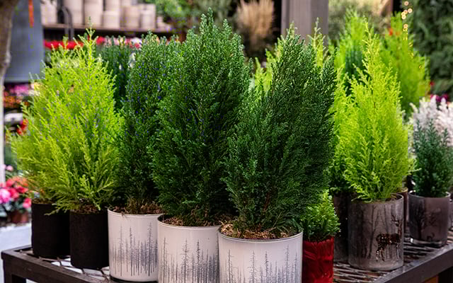 Melhor que árvore de Natal: essa é a planta que você precisa ter em casa em dezembro para decorar e perfumar o seu lar