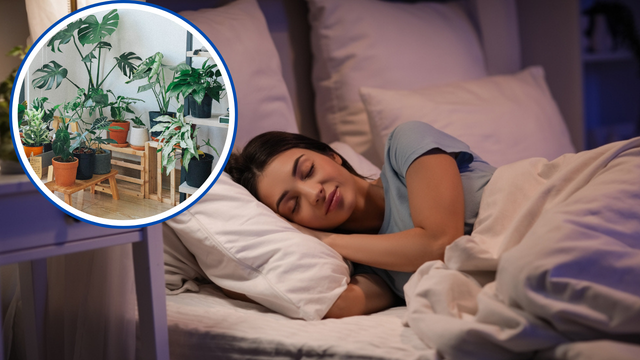 Agora eu durmo como um bebê: passei a cultivar plantas calmantes em casa e minhas noites de sono melhoraram